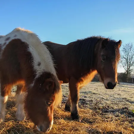 مكان تخييم Miro